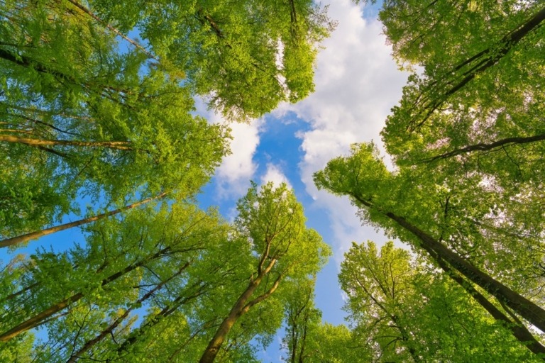 Image description not found for How Audit Firms Can Realise Value from ESG in 2024